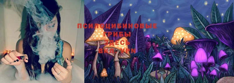 Псилоцибиновые грибы Psilocybine cubensis  Соликамск 